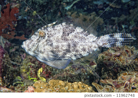 triggerfish underwater triggerfish underwater 11962748