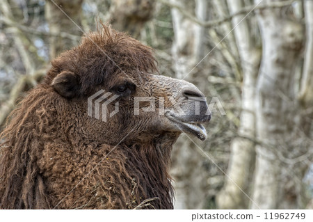 Isolated Dromedar Camel sitting near Bedouin Oasis 11962749