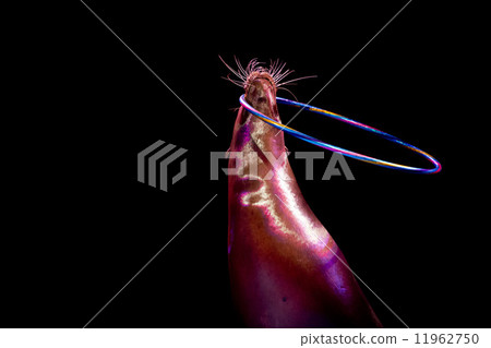 Circus Seal while playing on the black background 11962750