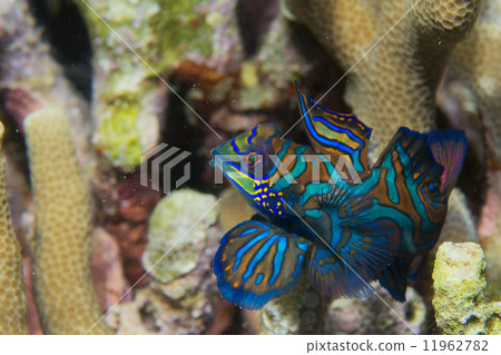 Mandarin fish on hard coral background Mandarin fish on hard coral background 11962782