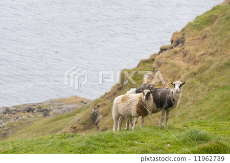 Two Rams in faer oer island 11962789