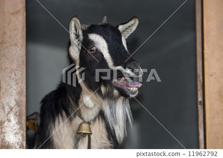 Black and white sheep while bleating Black and white sheep while bleating 11962792