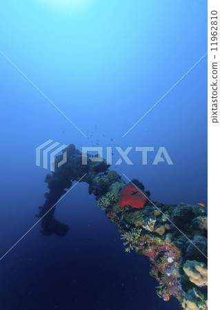 Red Sea corals and fish on the blue background 11962810