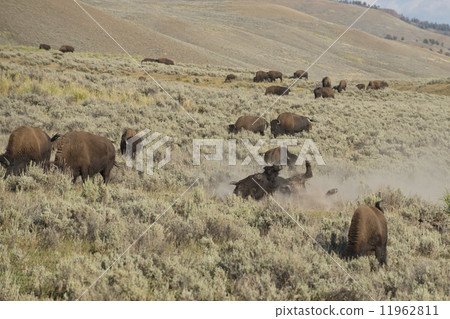 Buffalo Bison in Lamar Valley Yellowstone Buffalo Bison in Lamar Valley Yellowstone 11962811
