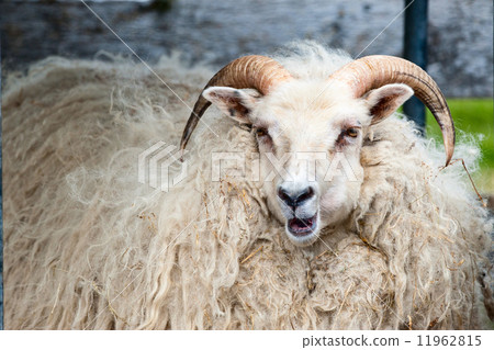 A big white ram sheep with long horns looking at you close up A big white ram sheep with long horns looking at you close up 11962815