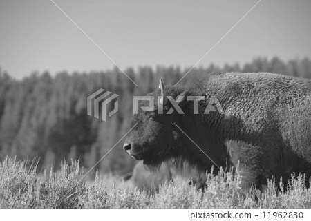 Bison Buffalo family sunset silhouette in Lamar Valley Yellowstone Wyoming 11962830