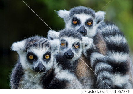 lemur monkey while looking at you 11962886