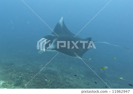 Manta in the deep blue ocean background Manta in the deep blue ocean background 11962947
