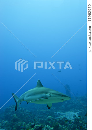 A grey shark jaws ready to attack underwater close up portrait A grey shark jaws ready to attack underwater close up portrait 11962970