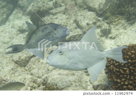 Trigger fish 11962974