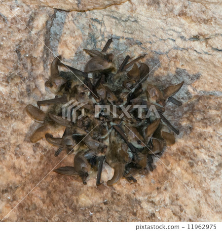Bat group hanging from salt mine 11962975