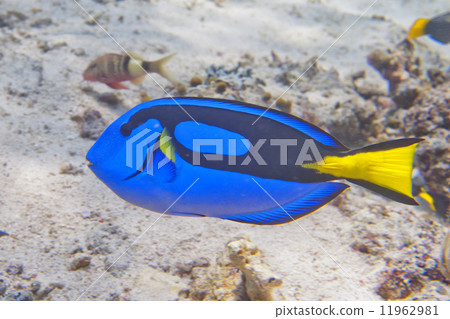 A surgeon fish Dori of finding nemo 11962981