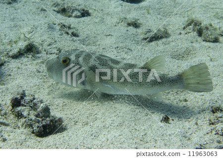 Box fish underwater portrait 11963063
