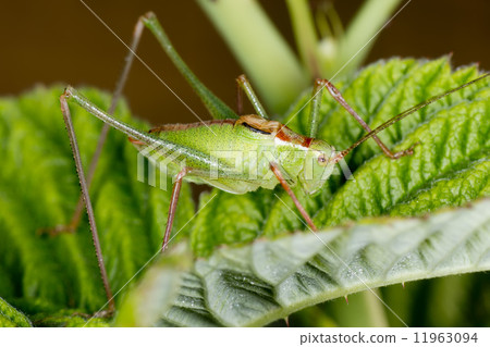 A green cricket on raspberry leaf 11963094
