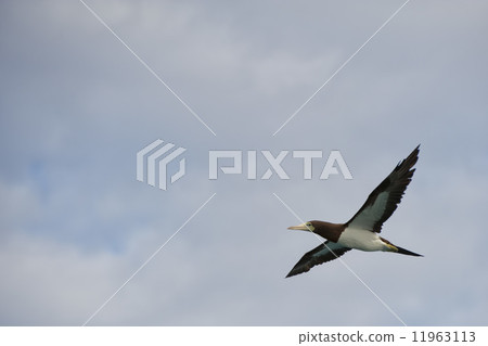 Gannet Bird while flying 11963113