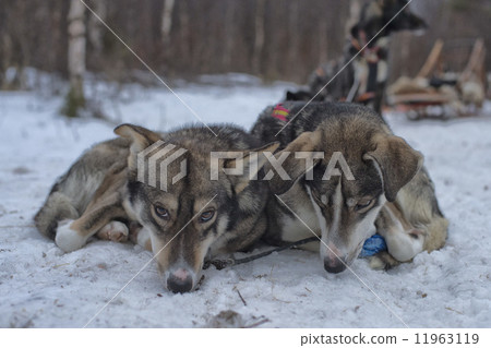 sledding with sled dog in lapland in winter time sledding with sled dog in lapland in winter time 11963119