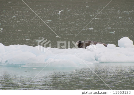 A seal relaxing on a small iceberg in Svalbard Spitzbergen A seal relaxing on a small iceberg in Svalbard Spitzbergen 11963123