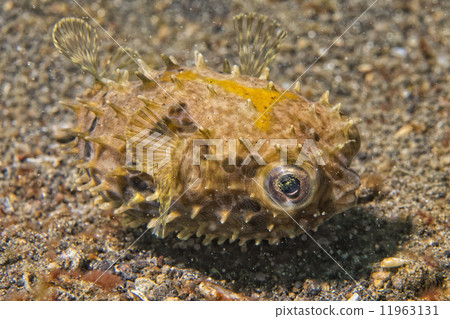 Yellow young puffer fish 11963131