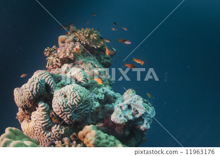 Coral Reef of red sea 11963176