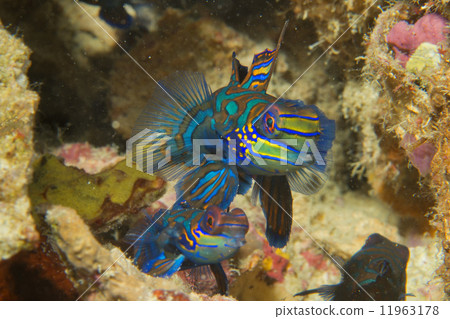 A colorful mandarin fish in Cebu Philippines 11963178