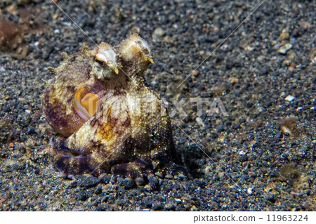 coconut octopus underwater portrait coconut octopus underwater portrait 11963224