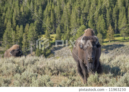 Buffalo Bison in Yellowstone Buffalo Bison in Yellowstone 11963230