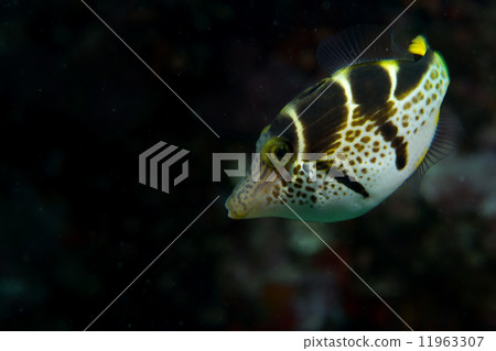 A colorful fish portrait in Cebu Philippines A colorful fish portrait in Cebu Philippines 11963307