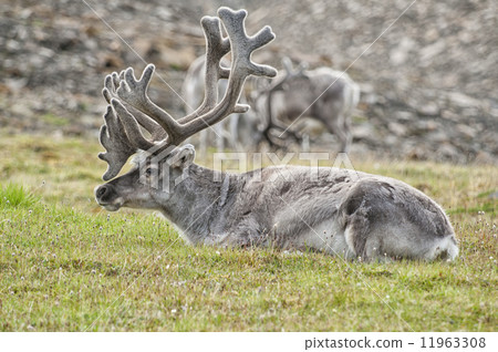 wild reindeer in Spitzbergen wild reindeer in Spitzbergen 11963308