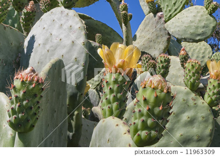 Sicilian Mediterranean Sea Cactus 11963309