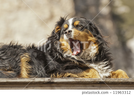 Bernese Mountain Dog 11963312