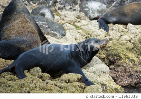 sea lion seals relaxing 11963339