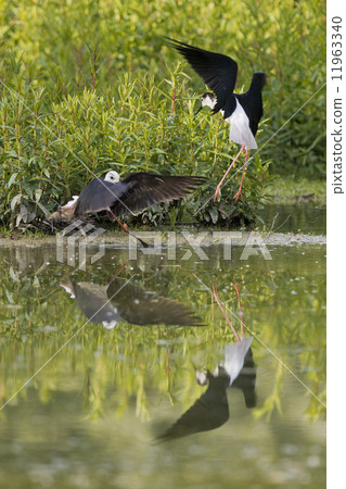 black-winged stilt while fighting black-winged stilt while fighting 11963340