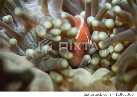 An isolated clown fish hiding into an anemone with a shrimp 11963366