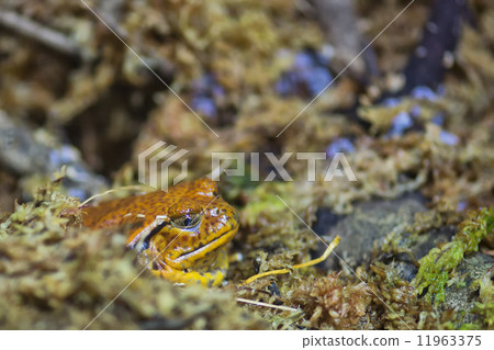 madagascar orange frog 11963375