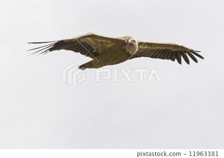 gryphon flying gryphon flying 11963381