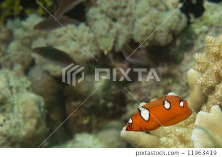 Coris rainbow wrasses fish portrait 11963419