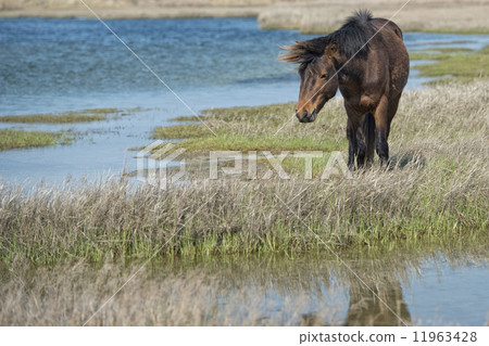 Assateague horse wild pony Assateague horse wild pony 11963428