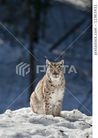 lynx in the snow 11963431