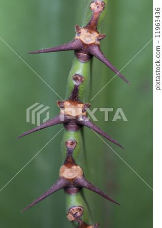 Cactus thorn macro detail Cactus thorn macro detail 11963436