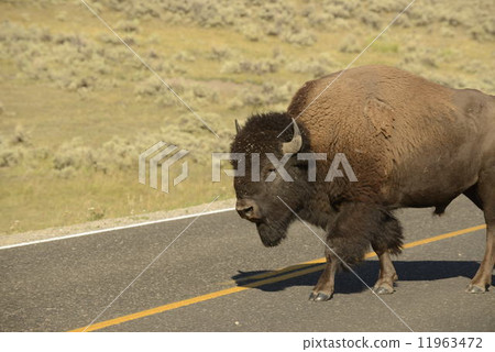 Buffalo Bison in Lamar Valley Yellowstone 11963472