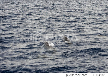 An isolated dolphin jumping in the deep blue sea 11963483