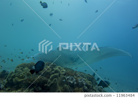 An isolated Manta in the blue background 11963484