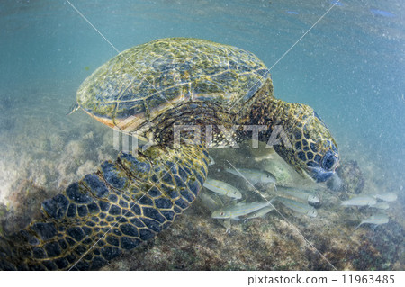 green turtle underwater close up near the shore 11963485