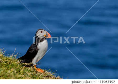 A colorful Puffin Portrait isolated in natural enviroment on blue background A colorful Puffin Portrait isolated in natural enviroment on blue background 11963492