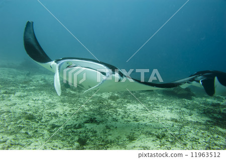 Manta coming to you in the blue and sand background 11963512