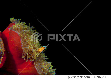 Clown red fish in red anemone in the black background 11963518