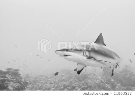 Grey Shark jaws ready to attack Grey Shark jaws ready to attack 11963532