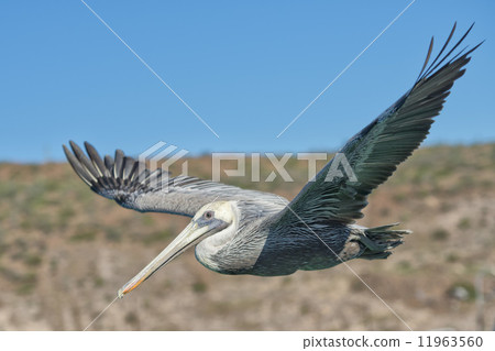 Pelican while flying Pelican while flying 11963560