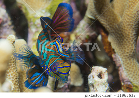 Mandarin fish on hard coral background Mandarin fish on hard coral background 11963632