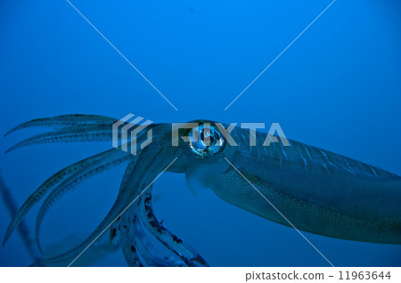 An isolated close up colorful squid cuttlefish looks like 20.000 leagues under the sea An isolated close up colorful squid cuttlefish looks like 20.000 leagues under the sea 11963644